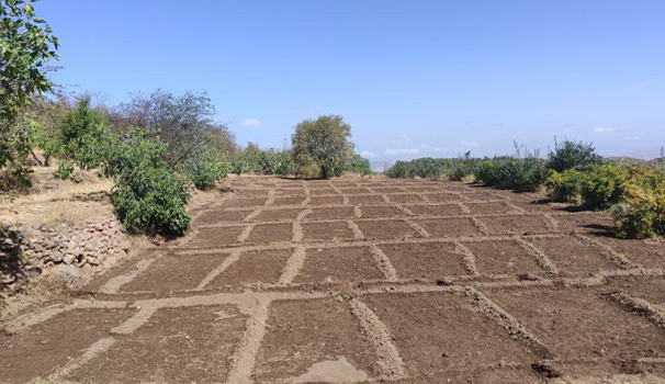 Plantation de Safran, Communes Ain.Sfa et Sidi Bouhria 10 Ha