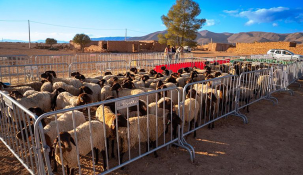 Distribution des ovins et Caprins DPA d&rsquo;Oujda